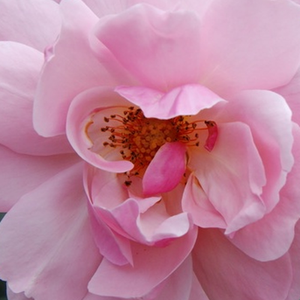 Поръчка на рози - Рози Флорибунда - розов - Pоза Марченланд - среден аромат - Матиас Танту,Дж - Сортът Маршеланд,който е отгледан през 1946 има цветове с около 40 венчелистчета.непрекъснато цъфти и мирише приятно.